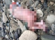 Jasad Bayi  Ditemukan Warga di Pesisir Pantai Wailela