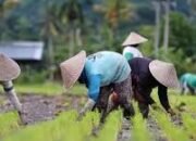 NTP Provinsi Maluku Juni 2024 Turun 0,19 persen.