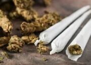 Polda Maluku Ringkus Pengedar Narkoba, Amankan 28 Paket Ganja
