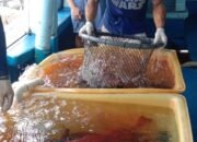 Ikan Kerapu Bernilai Satu Miliar Rupiah Berangkat Menuju Kota Seribu Klenteng