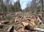 Jaksa Tuntut 7 Terdakwa Pengrusakan Hutan, 1,5 Tahun Penjara