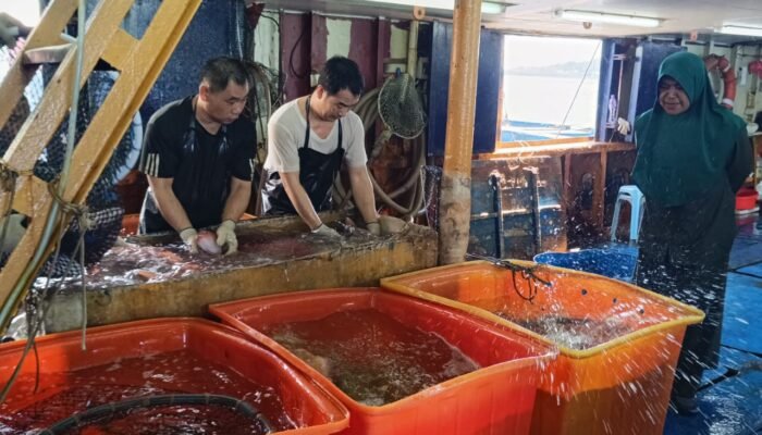 Ekspor Ikan Hidup dari Maluku naik 50,5 persen di Triwulan Pertama