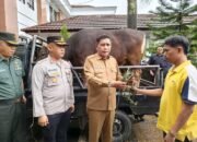Sambut Idul Adha 1446 H, Pemkot Ambon Salurkan  45 ekor Sapi Dan 70 Kambing 
