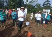 Tanam Kopi Liberika di SBT: Dorong Kopi Lokal Jadi Primadona Ekonomi Baru Maluku