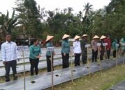 Bupati Asri Arman Pimpin Gerakan Tanam Cabai Serentak