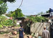 Cuaca Ekstrem Terjang Ambon, Pohon Raksasa Tumbang Menimpa Rumah Warga di Lateri
