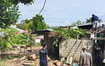 Cuaca Ekstrem Terjang Ambon, Pohon Raksasa Tumbang Menimpa Rumah Warga di Lateri