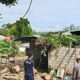 Cuaca Ekstrem Terjang Ambon, Pohon Raksasa Tumbang Menimpa Rumah Warga di Lateri