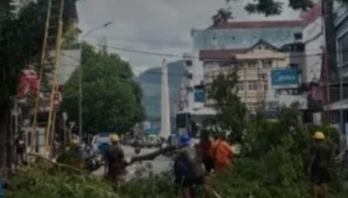 Waspada Cuaca Ekstrem, Pemkot Ambon Tebang Pohon Rawan Tumbang