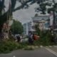 Waspada Cuaca Ekstrem, Pemkot Ambon Tebang Pohon Rawan Tumbang